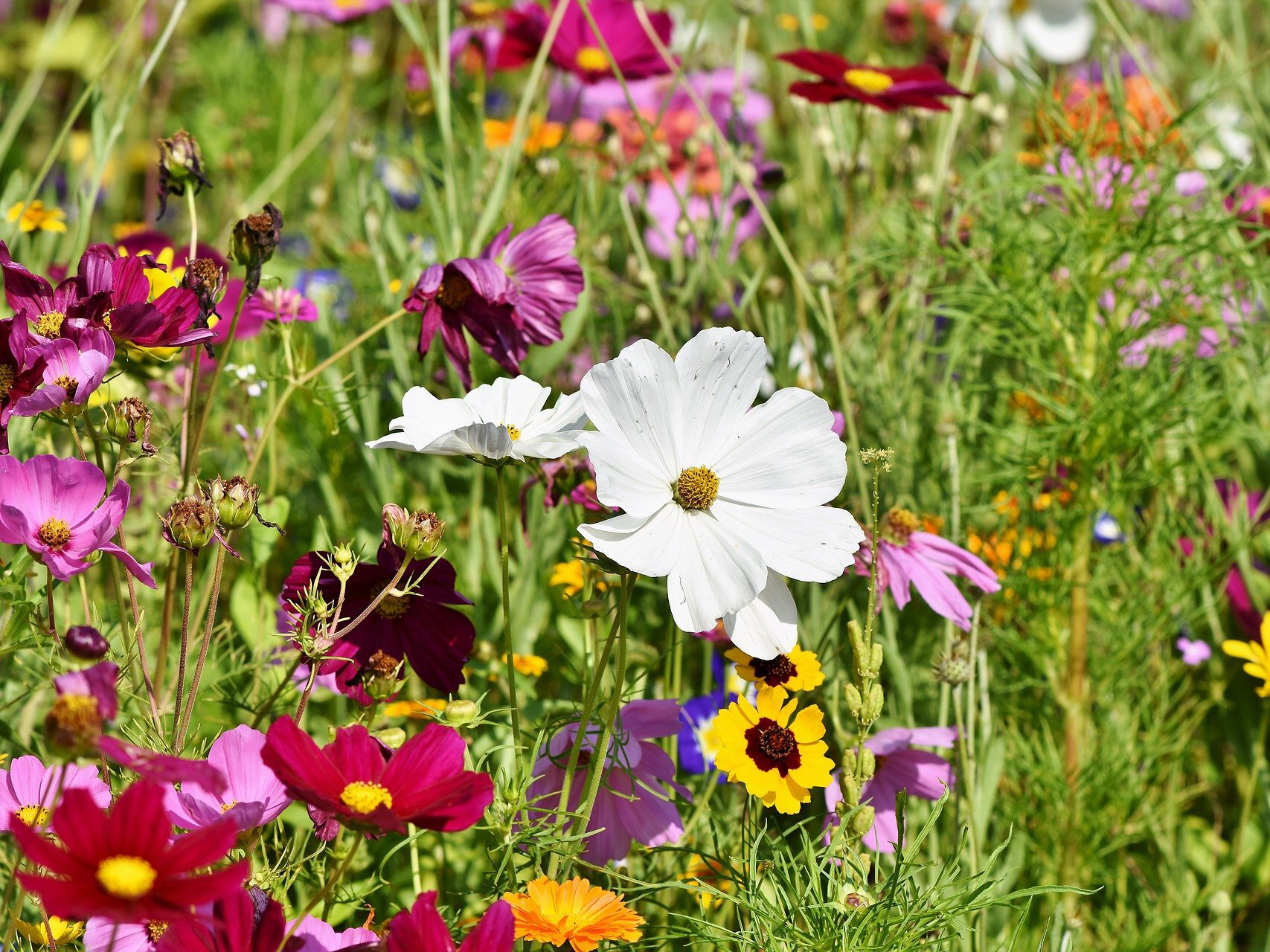 Blumenwiese mit bunten Blumen