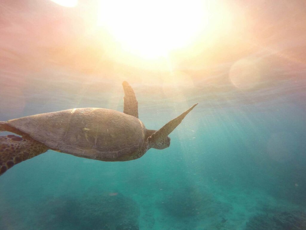 Schildkröte im Ozean