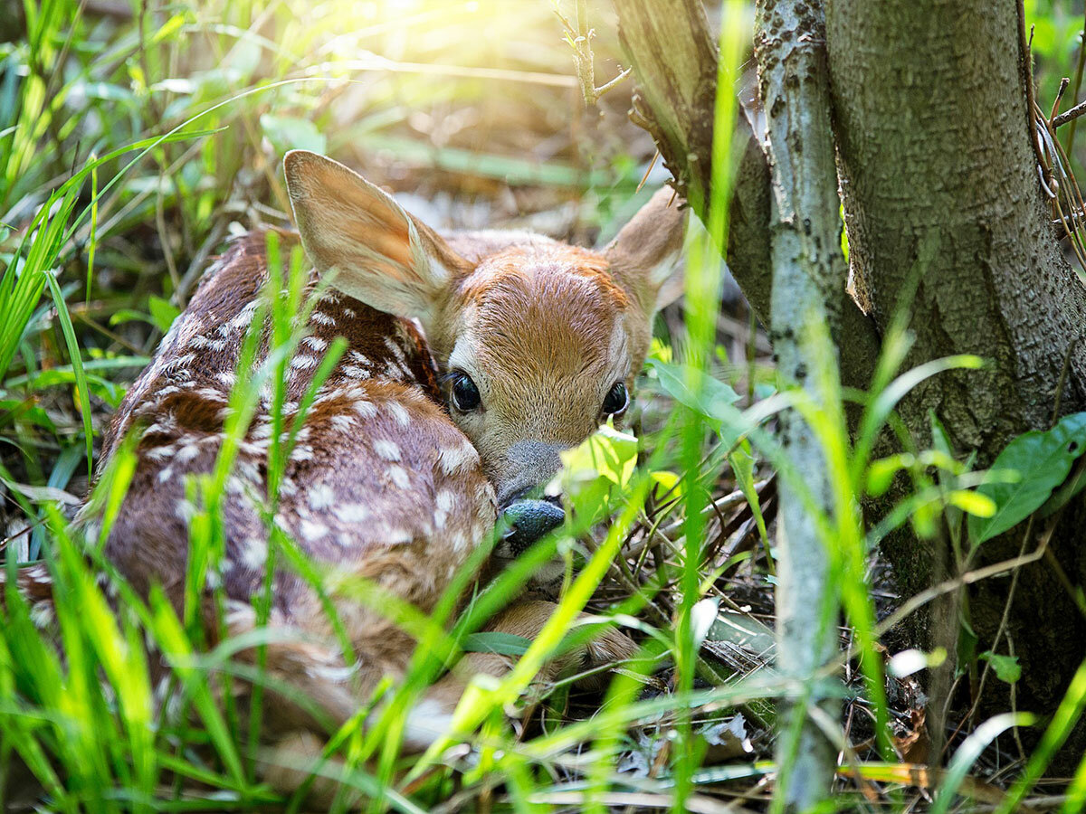 Best Practice: Bambi-Rettung dank Spezialkoffer